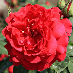 Diablotin - trandafiri - www.ioanarose.ro